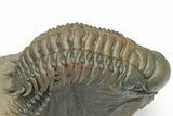 Pair of Crotalocephalina Trilobite Fossils - Atchana, Morocco #222368-4